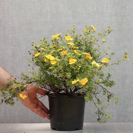 Potentilla fruticosa Tangerine - Potentille arbustive Pot de 2L/3L - Image 2