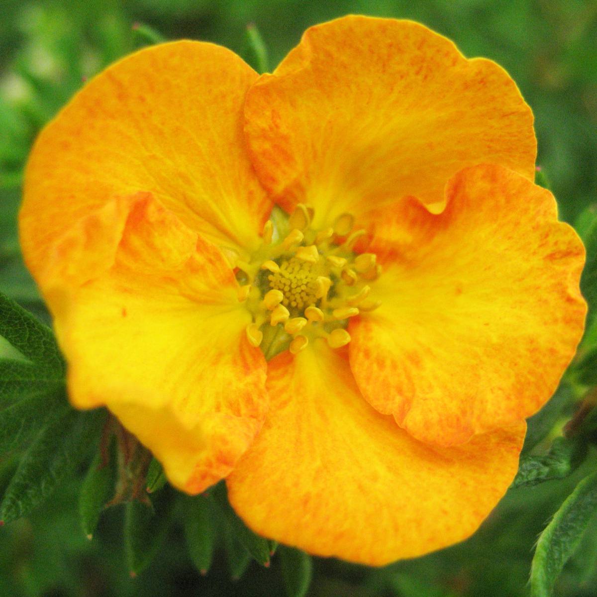 Potentilla fruticosa Tangerine - Potentille arbustive  Pot de 2L/3L - Image 1