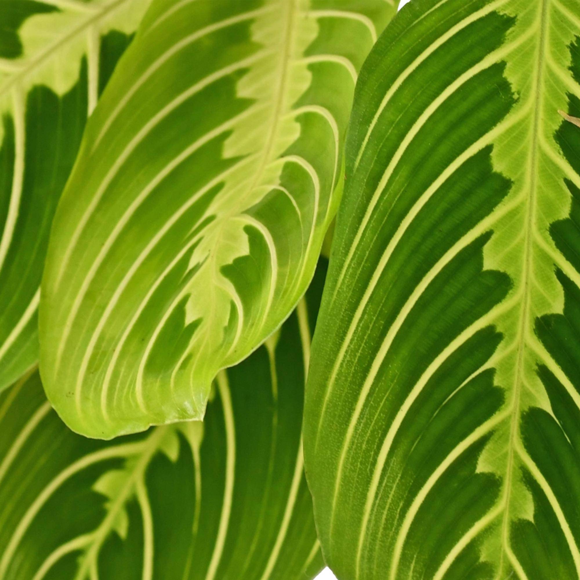 Maranta Fascinator Lemon Vert Clair - H35cm - Image 5