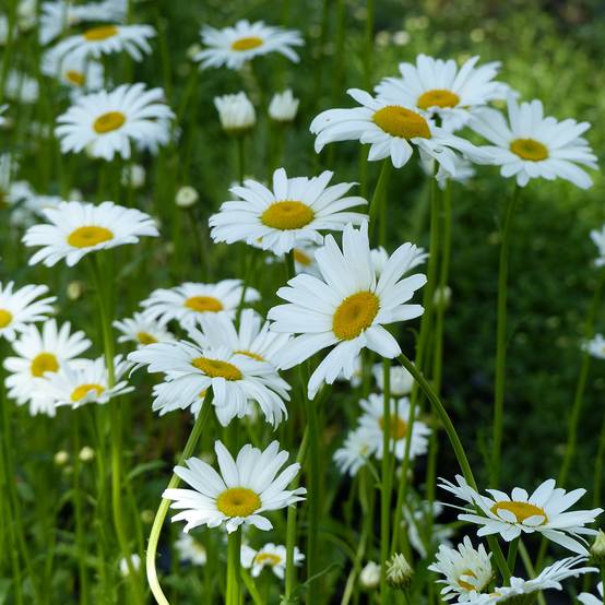 Graines de Grande marguerite Maikönigin Reine de Mai - Leucanthemum vulgare le sachet de 700 graines environ (1g)