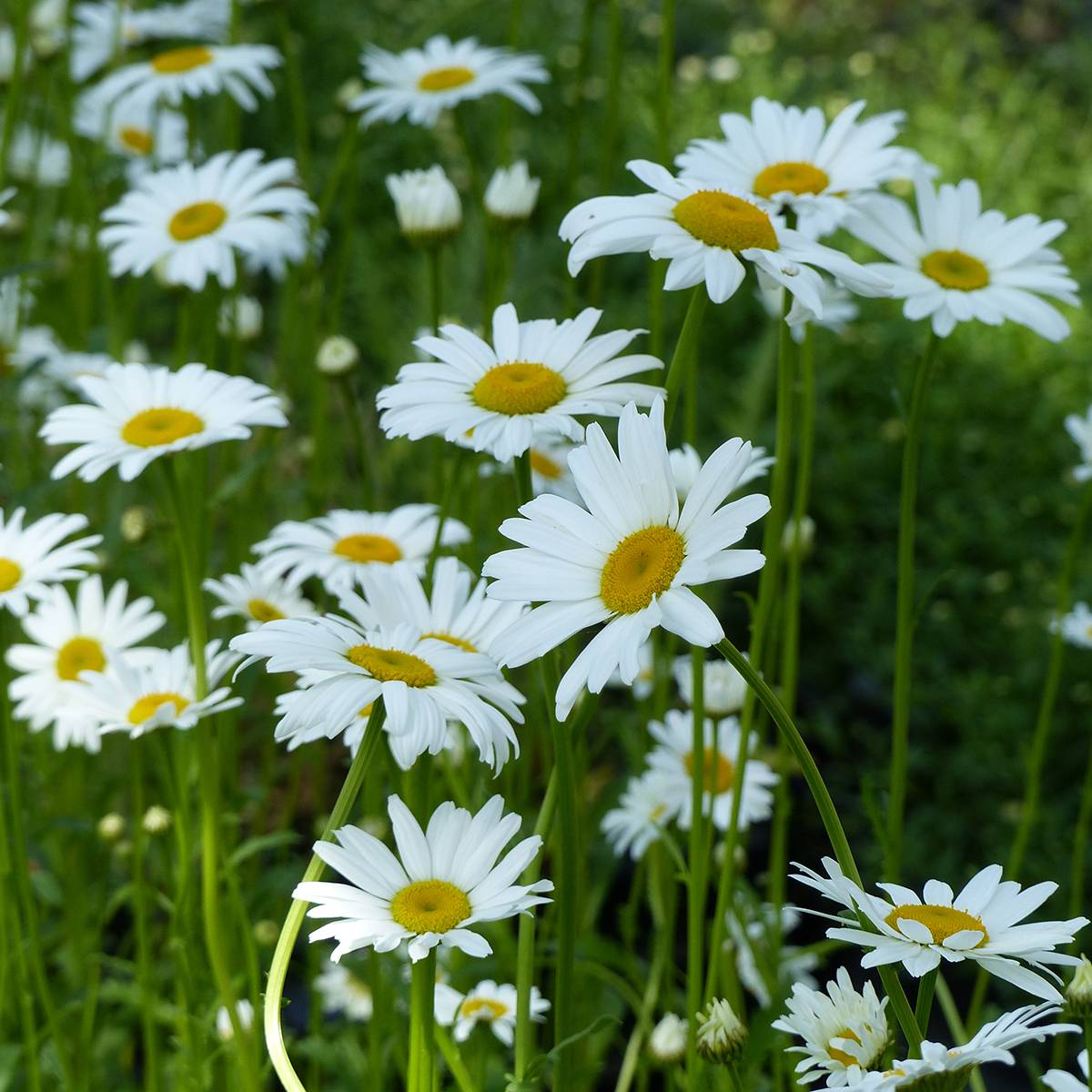Graines de Grande marguerite Maikönigin Reine de Mai - Leucanthemum vulgare le sachet de 700 graines environ (1g)