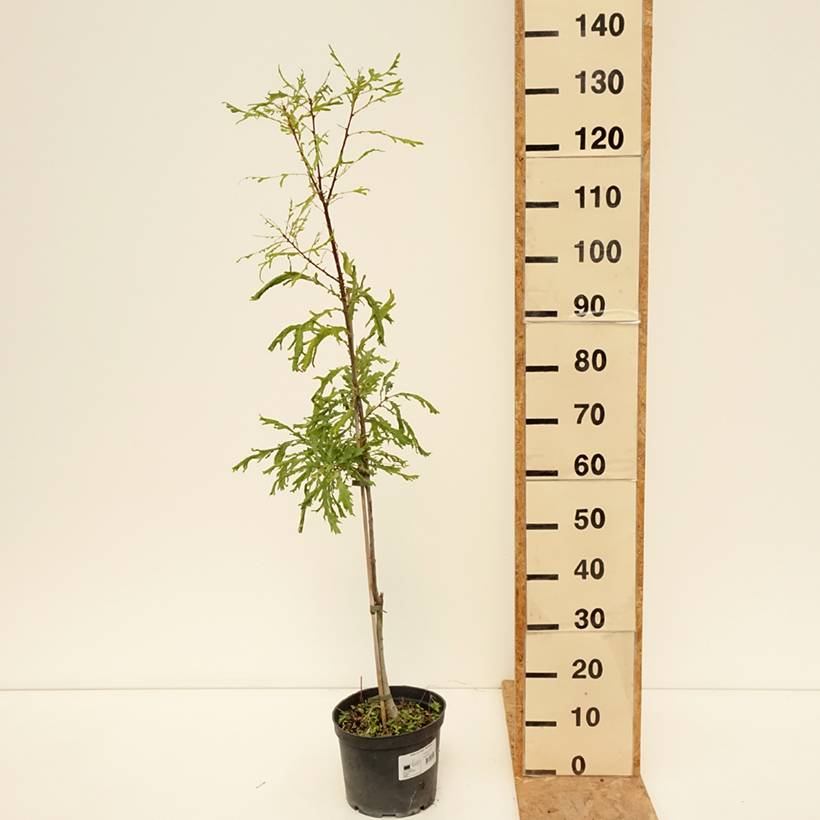 Promesse de Fleurs - Quercus robur Pectinata - Chêne pédonculé Pot de 4L/5L - Image 2