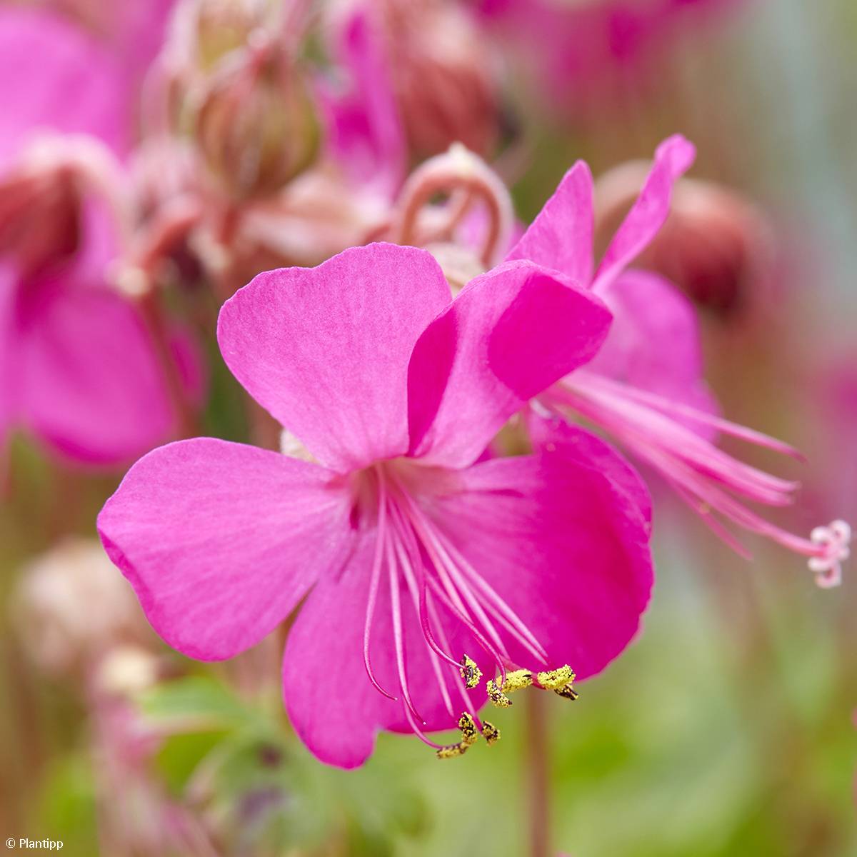 Promesse de Fleurs - Géranium vivace cantabrigiense Intense Godet de 8/9 cm