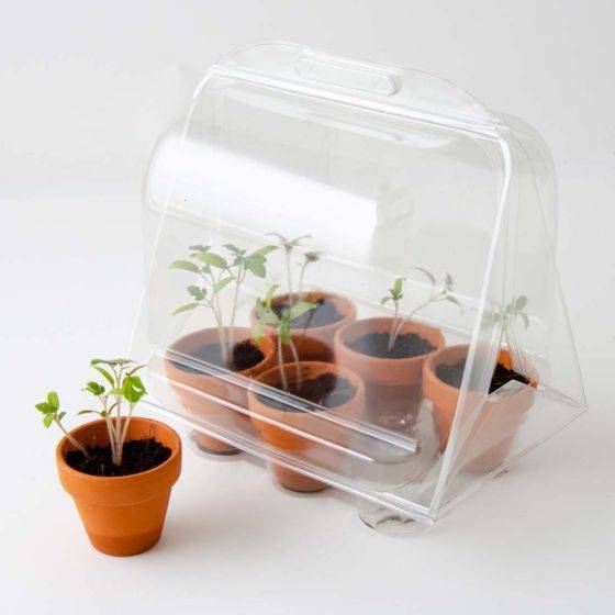 Radis et Capucine - Radis et Capucine - Mini serre 6 pots - Tomates bio à faire pousser - Image 3