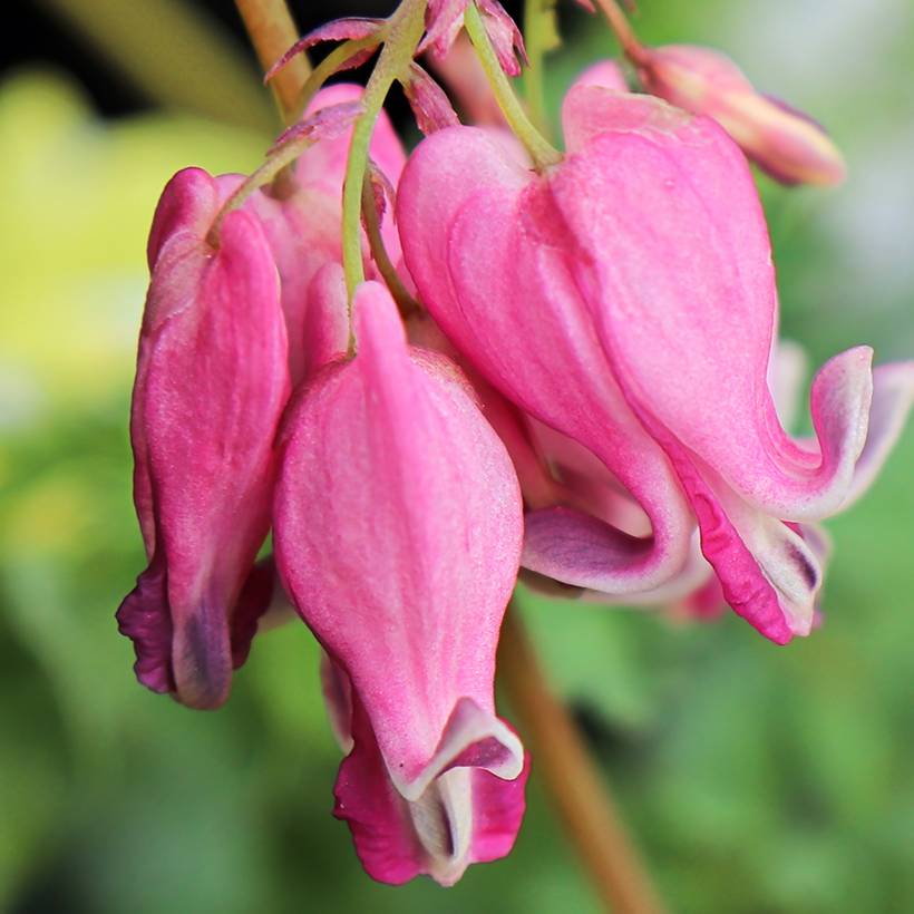 Promesse de Fleurs - Dicentra Pink Diamonds - Coeur de Marie Godet de 8/9 cm