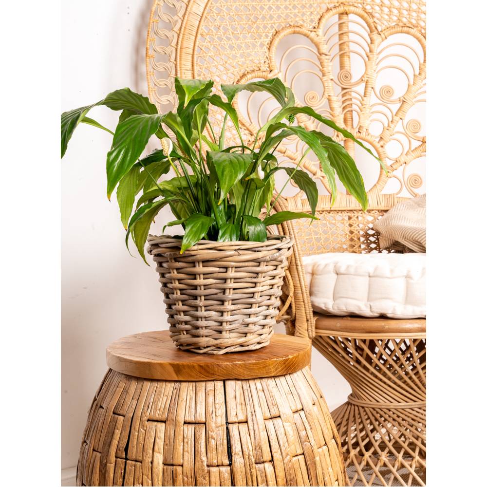 Aubry Gaspard - Pot de fleurs en poelet gris Diam 25 cm - Aubry Gaspard - Imagen 3