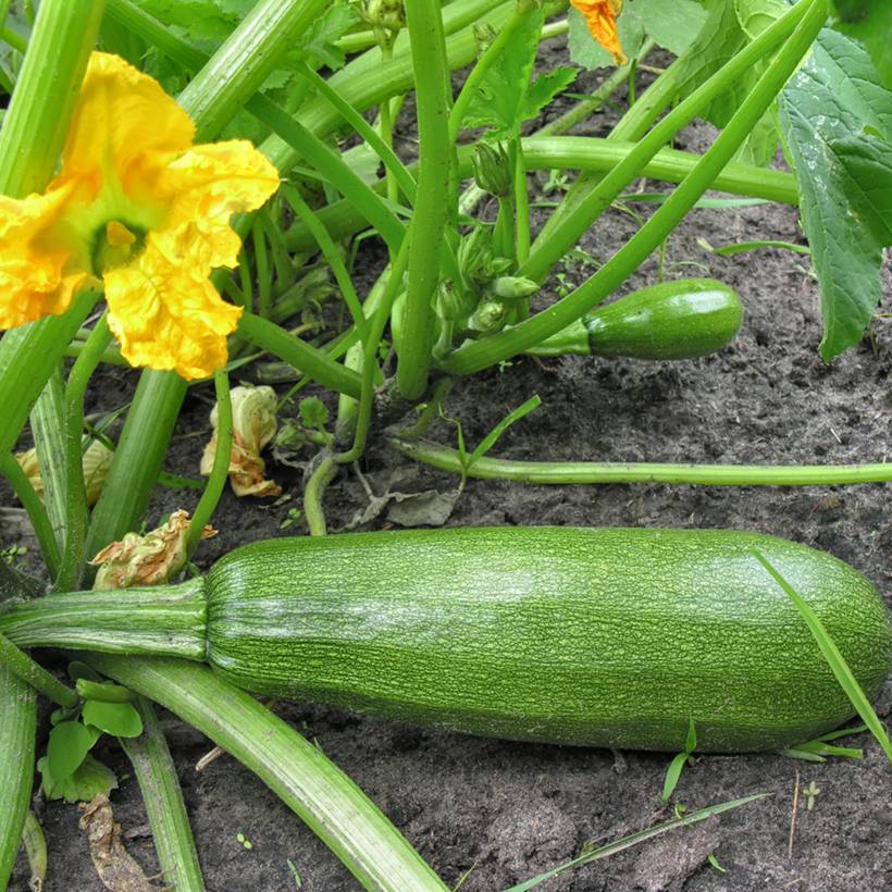 Courgette Diamant F1 en plants Pot de 10 cm/11cm