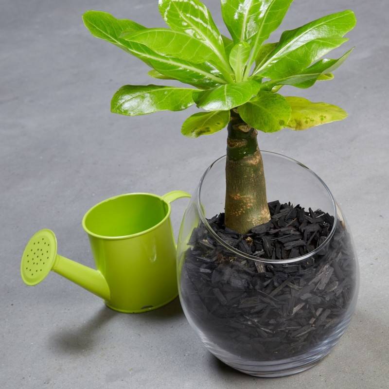 Jardinex - Paillage copeaux de bois colorés (Sac 7,5L) - Noir  - Jardinex - Imagen 2