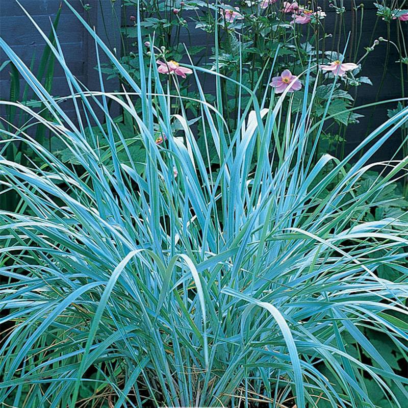 Promesse de Fleurs - Leymus arenarius - Blé d'Azur Pot de 2L/3L