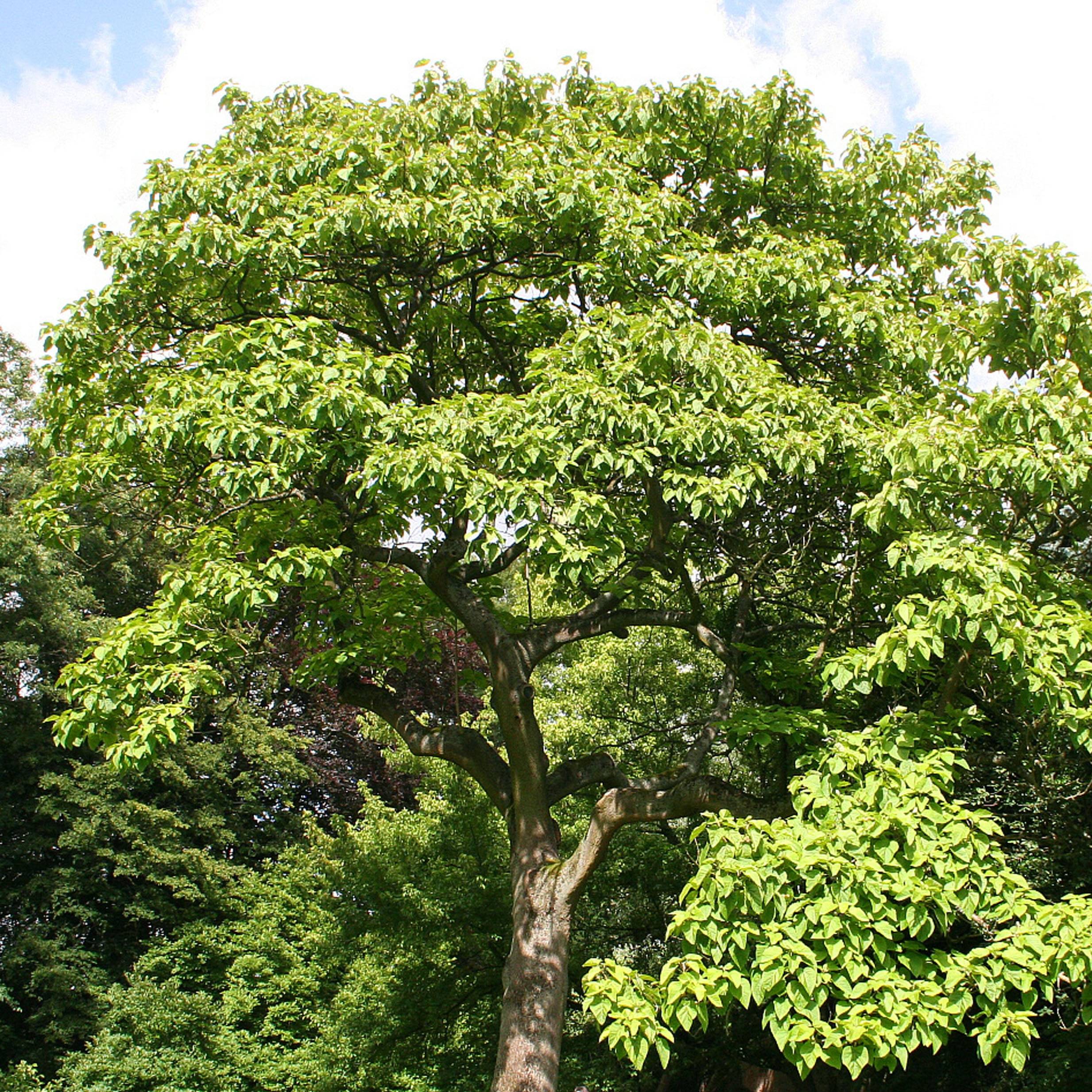 Paulownia tomentosa - Arbre impérial Pot de 2L/3L - Image 1