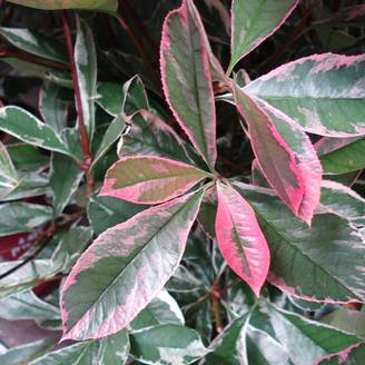 Promesse de Fleurs - Photinia fraseri Pink Marble Pot de 7,5L/10L