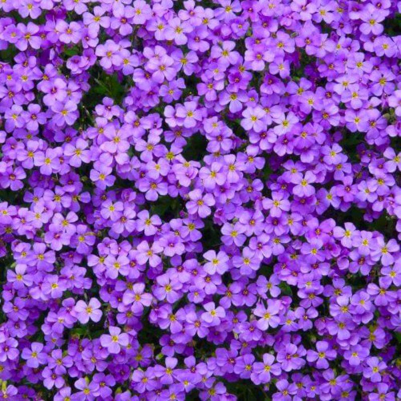 3 Aubriètes Royal Blue (Aubrieta 'Royal Blue') - Lot de 3 vivaces - Pépinières Naudet - Imagen 1