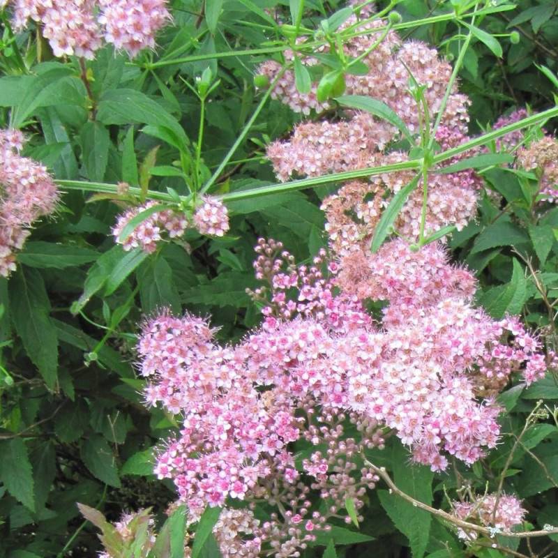 Spirée du Japon Manon, Spiraea à fleurs Rose - feuillage Caduc - Godet - 5/20 cm-  hauteur à maturité De 0,50 m à 1,00 m - Image 2