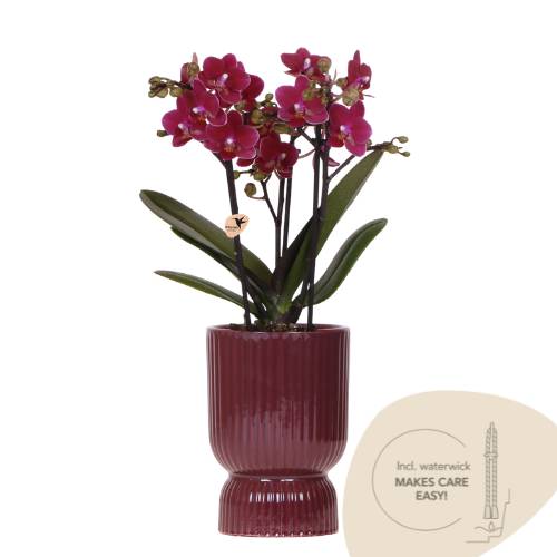 Orchidée Phalaenopsis 'Chamonix' violette - Pot de 9cm - Plantes d'intérieur