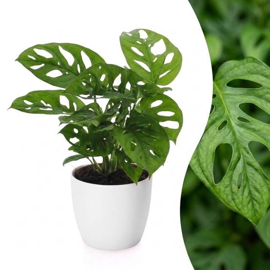 Monstera adansonii - avec pot blanc - Ø12cm - ↕25cm - Plantes d’intérieur - Image 1