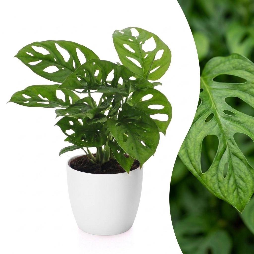 Monstera adansonii - avec pot blanc - Ø12cm - ↕25cm - Plantes d’intérieur