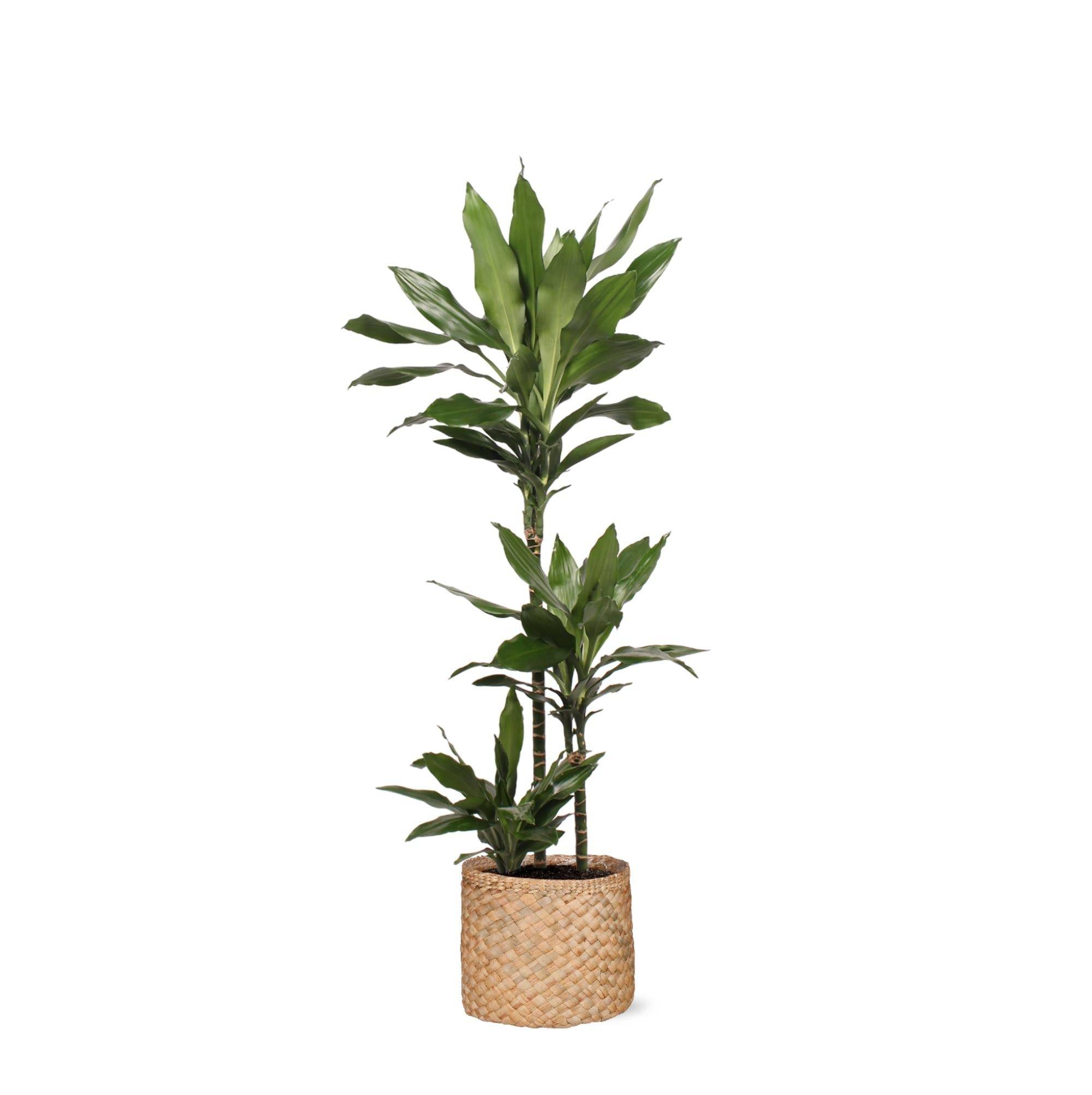 La Green Touch - Dracaena Janet Lind et son pot- La Green Touch Panier Naturel - Hauteur 24cm