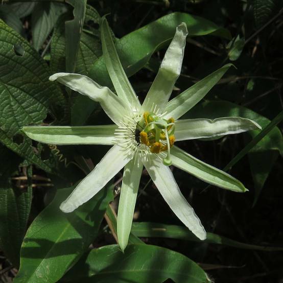 Promesse de Fleurs - Passiflora mucronata - Fleur de la Passion Pot de 2L/3L