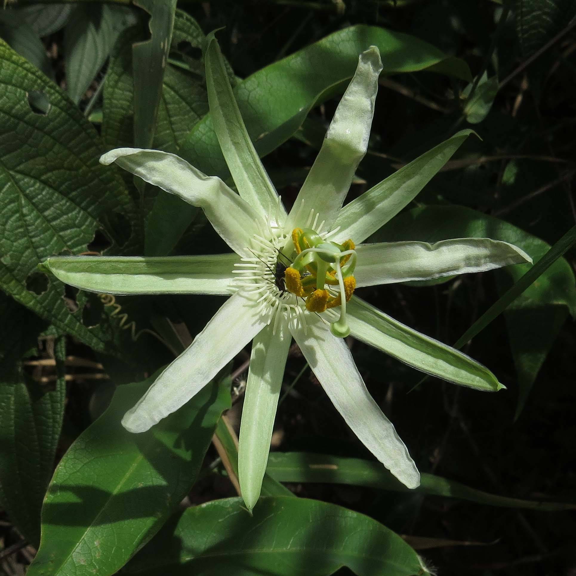 Promesse de Fleurs - Passiflora mucronata - Fleur de la Passion Pot de 2L/3L