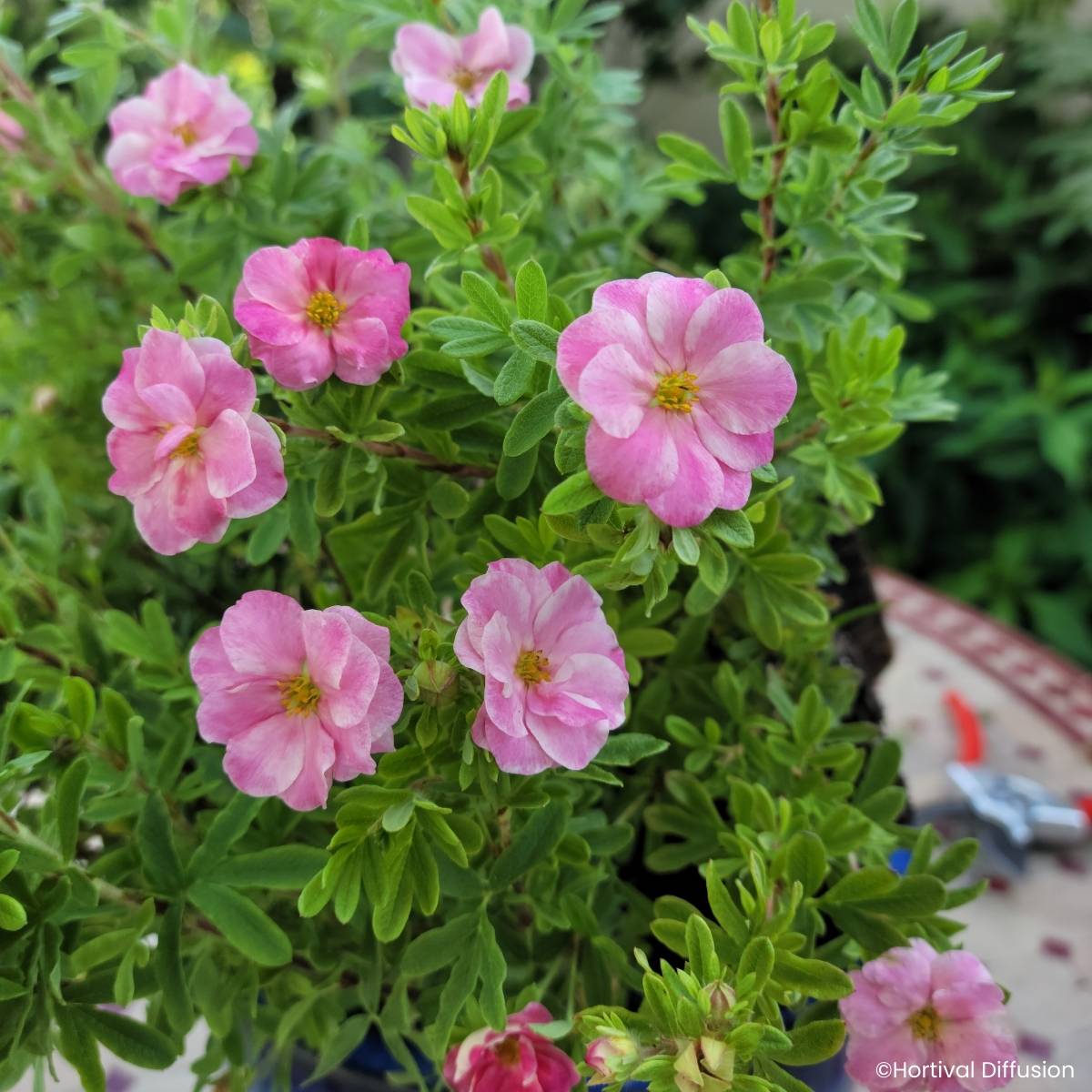 Promesse de Fleurs - Potentilla fruticosa Double Punch Pink - Potentille arbustive Pot de 4L/5L