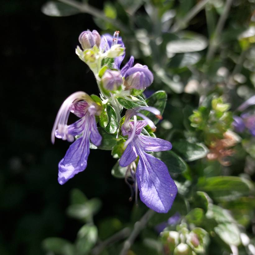 Promesse de Fleurs - Teucrium fruticans Azureum Pot de 2L/3L