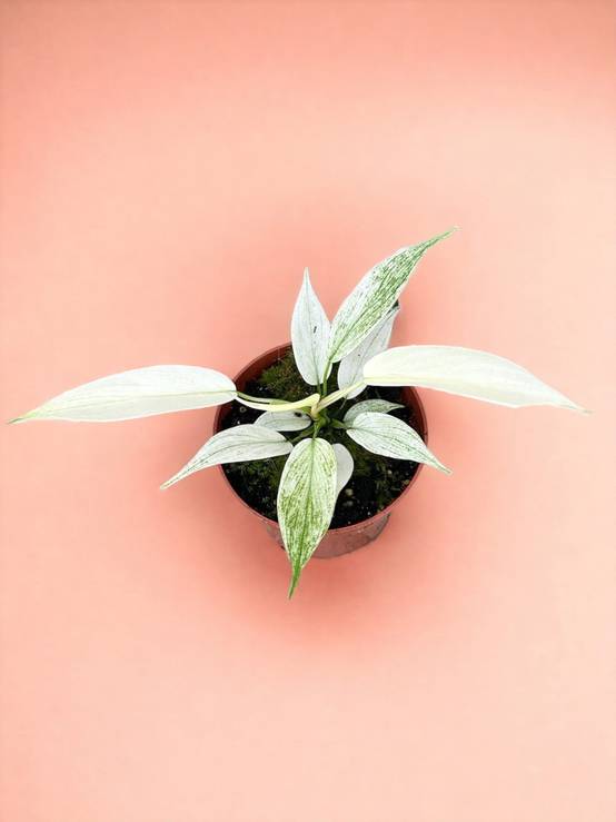 Philodendron Florida Ghost- La Green Touch