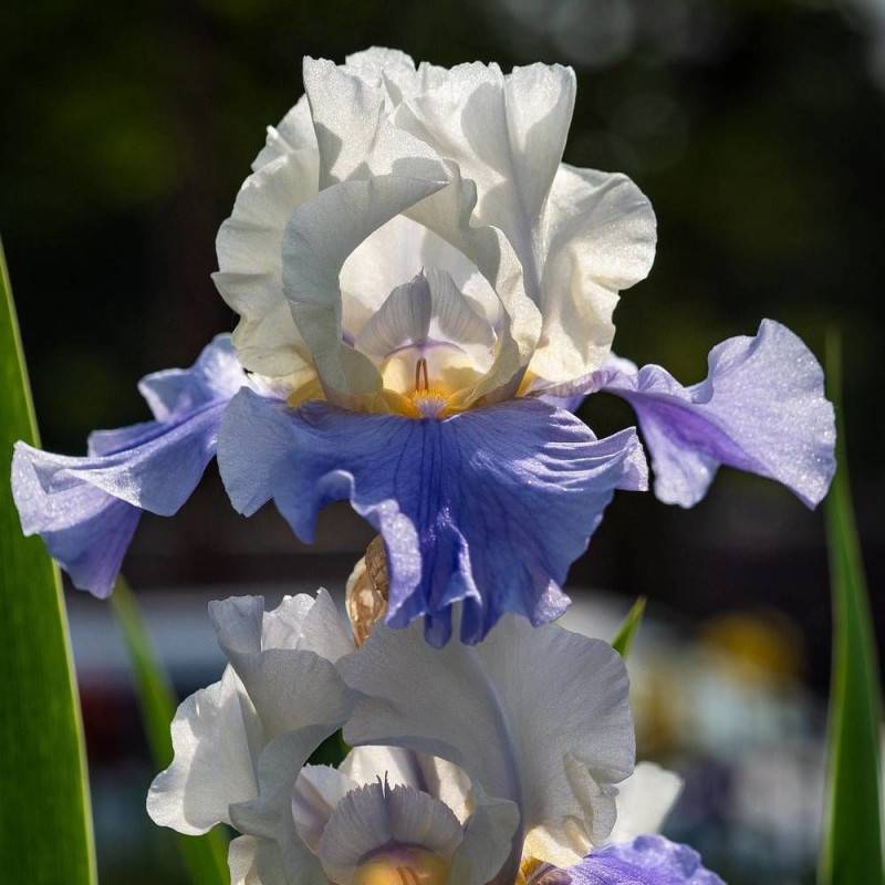 Iris des jardins Margarita à fleurs Blanche/Violette - feuillage Caduc - Godet - 5/20 cm - Imagen 1
