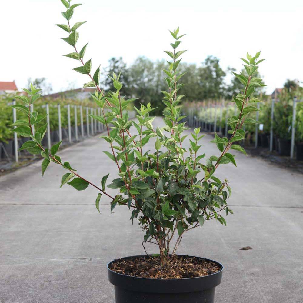Philadelphus Dame Blanche - Seringat Pot de 3L/4L - Image 1