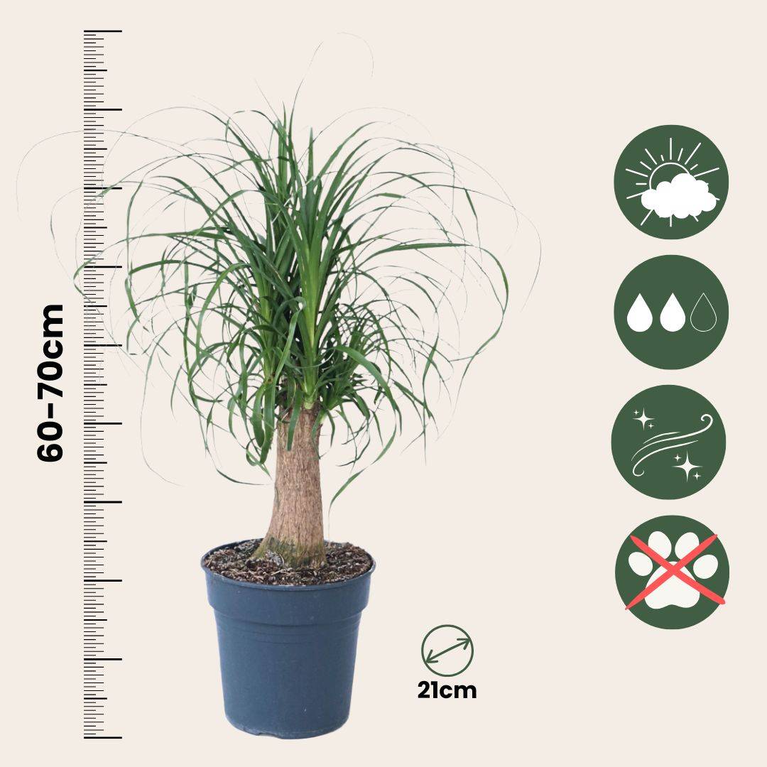 Plant In A Box - Pied d'éléphant - Beaucarnea 'recurvata' - Hauteur 60-70cm - ⌀21cm - Image 5