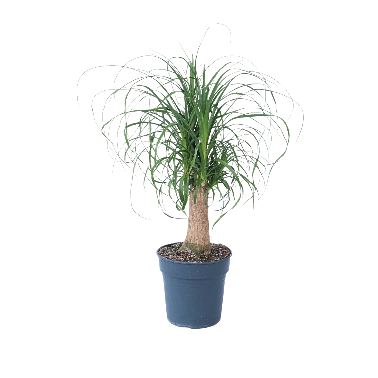 Plant In A Box - Pied d'éléphant - Beaucarnea 'recurvata' - Hauteur 60-70cm - ⌀21cm - Image 1