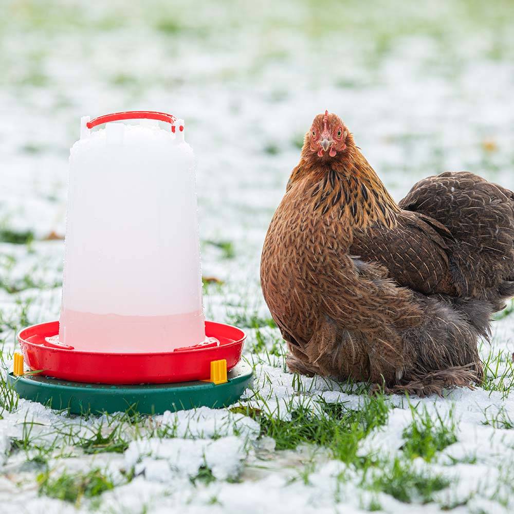 Chick'a - Chauffe abreuvoir Ø 30 cm - Image 3