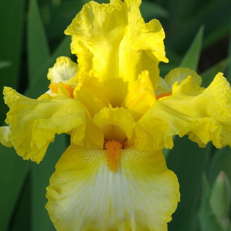 Iris des jardins Antique Ivory à fleurs Blanche/Jaune - feuillage Caduc - Godet - 5/20 cm - Imagen 1