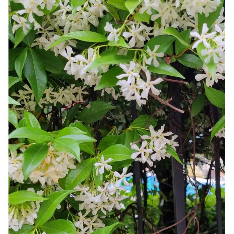 Jasmin étoilé, Jasmin persistant blanc, Trachelospermum à fleurs Blanche - feuillage Persistant - Pot de 10L - 200/300 cm sur ficelle-  hauteur à matu - Imagen 4