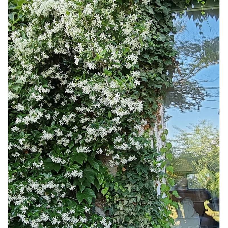 Jasmin étoilé, Jasmin persistant blanc, Trachelospermum à fleurs Blanche - feuillage Persistant - Pot de 10L - 200/300 cm sur ficelle-  hauteur à matu - Imagen 8