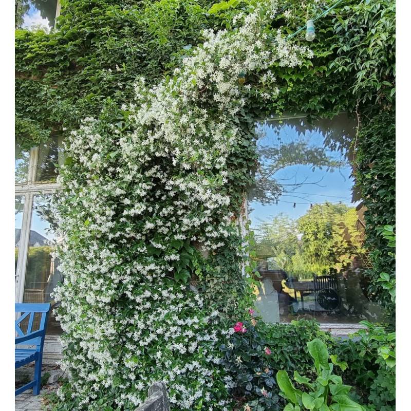 Jasmin étoilé, Jasmin persistant blanc, Trachelospermum à fleurs Blanche - feuillage Persistant - Pot de 10L - 200/300 cm sur ficelle-  hauteur à matu - Imagen 9