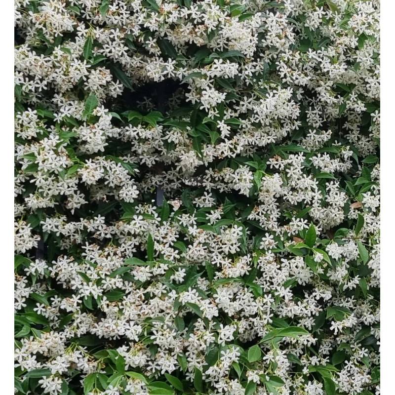 Jasmin étoilé, Jasmin persistant blanc, Trachelospermum à fleurs Blanche - feuillage Persistant - Pot de 10L - 200/300 cm sur ficelle-  hauteur à matu - Imagen 10