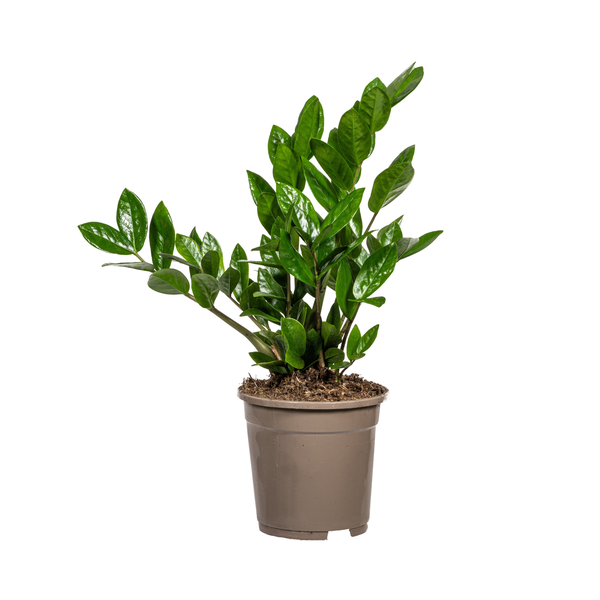 La Green Touch - Zamioculcas Zamiifolia - D17 H40cm - Image 5