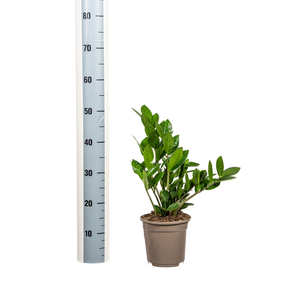 La Green Touch - Zamioculcas Zamiifolia - D17 H40cm - Image 4