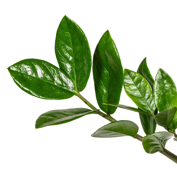 La Green Touch - Zamioculcas Zamiifolia - D17 H40cm - Image 3
