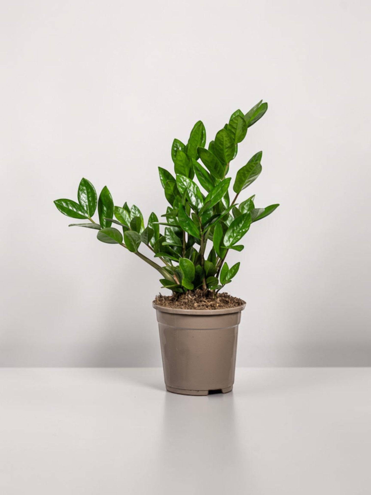 Zamioculcas Zamiifolia - D17 H40cm