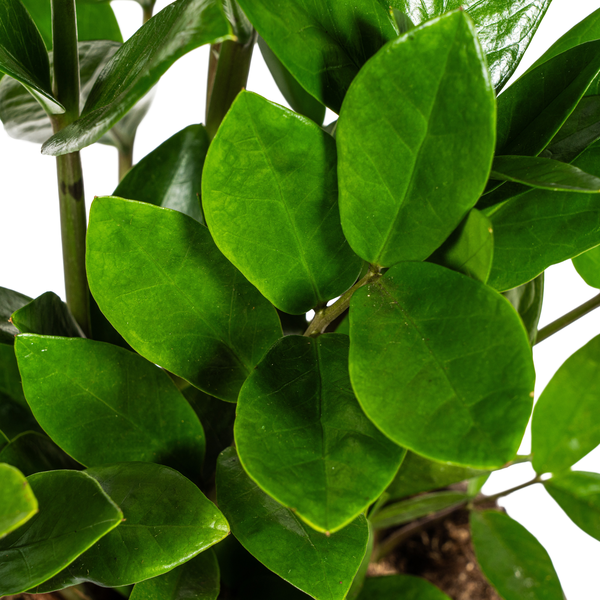 La Green Touch - Zamioculcas Zamiifolia - D17 H40cm - Image 2
