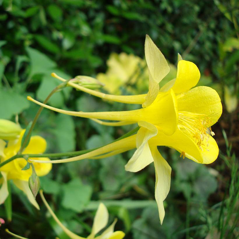 Graines d'Ancolie Yellow Queen - Aquilegia chrysantha le sachet de 250 graines environ (0,4g)