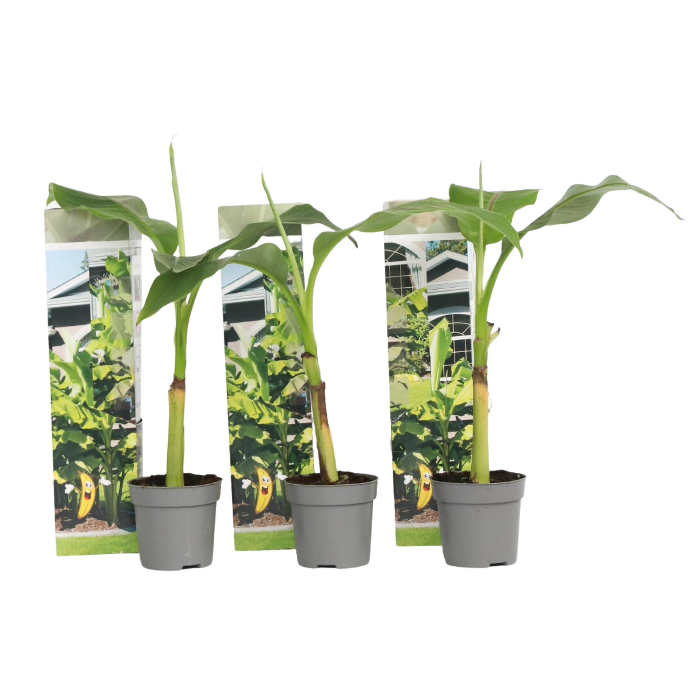 Plant In A Box - Bananier du Japon - Set de 3 - Musa basjoo - Hauteur 25-40cm - ⌀9cm - Image 1