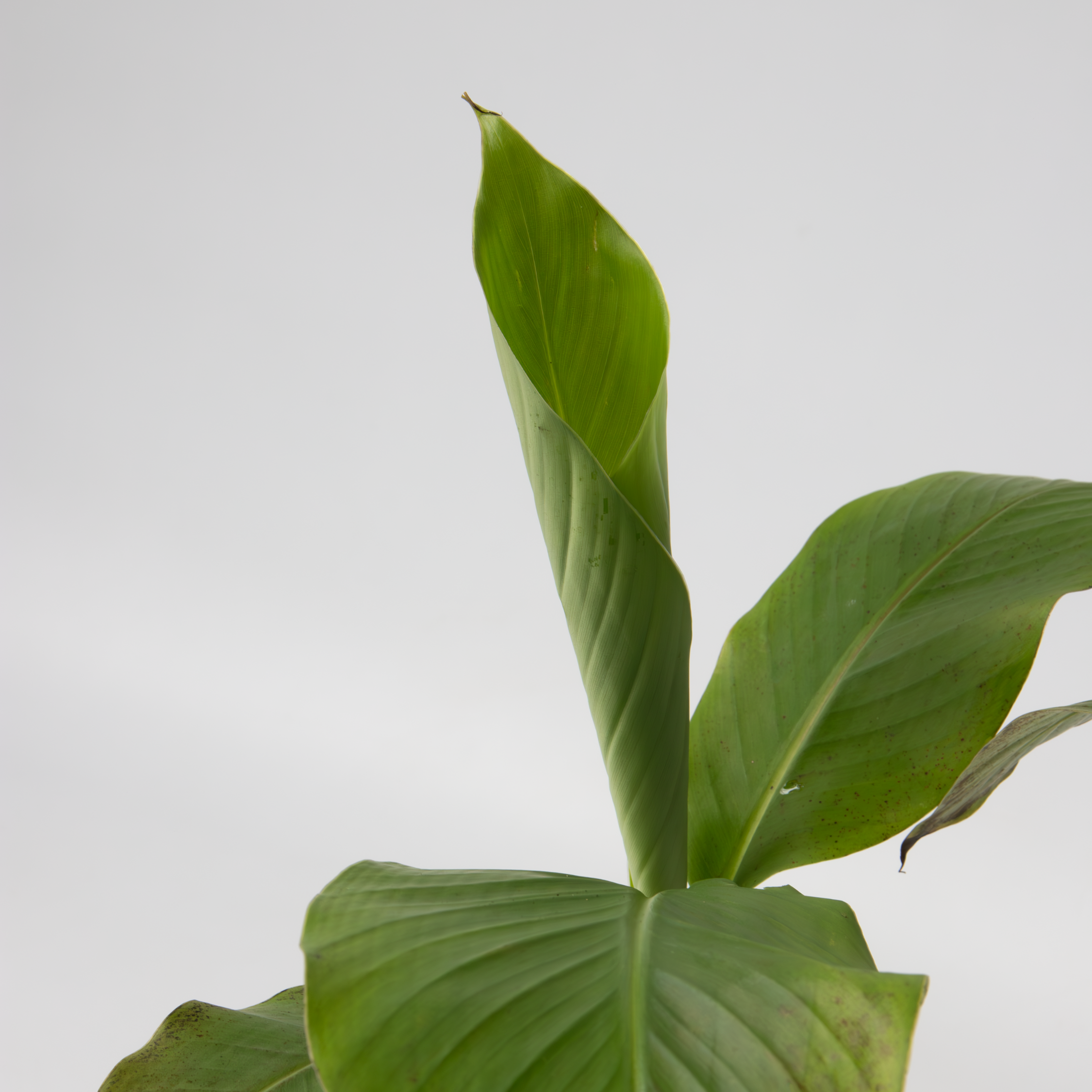 Plant In A Box - Bananier du Japon - Set de 3 - Musa basjoo - Hauteur 25-40cm - ⌀9cm - Image 4