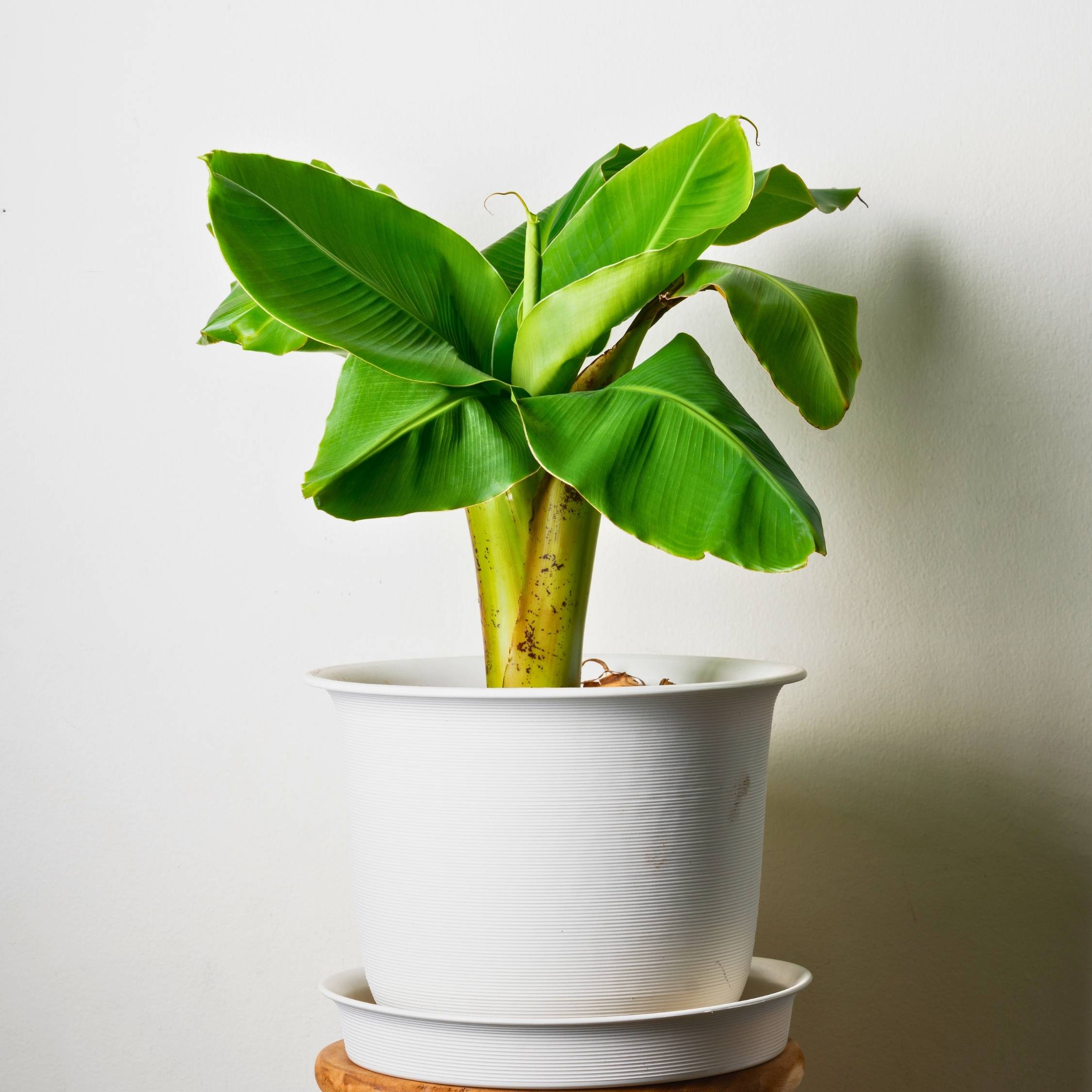 Plant In A Box - Bananier du Japon - Set de 3 - Musa basjoo - Hauteur 25-40cm - ⌀9cm - Image 2