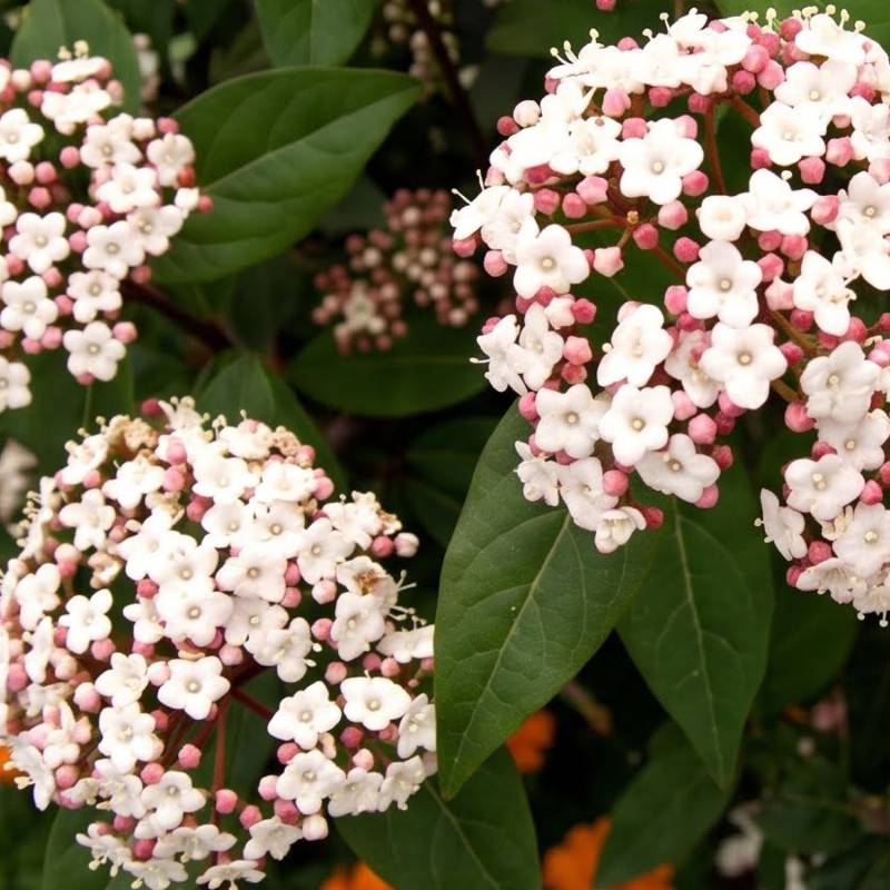 20 Lauriers Tin (Viburnum Tinus) - Haie de Laurier Tin -  - Pépinières Naudet - Image 2