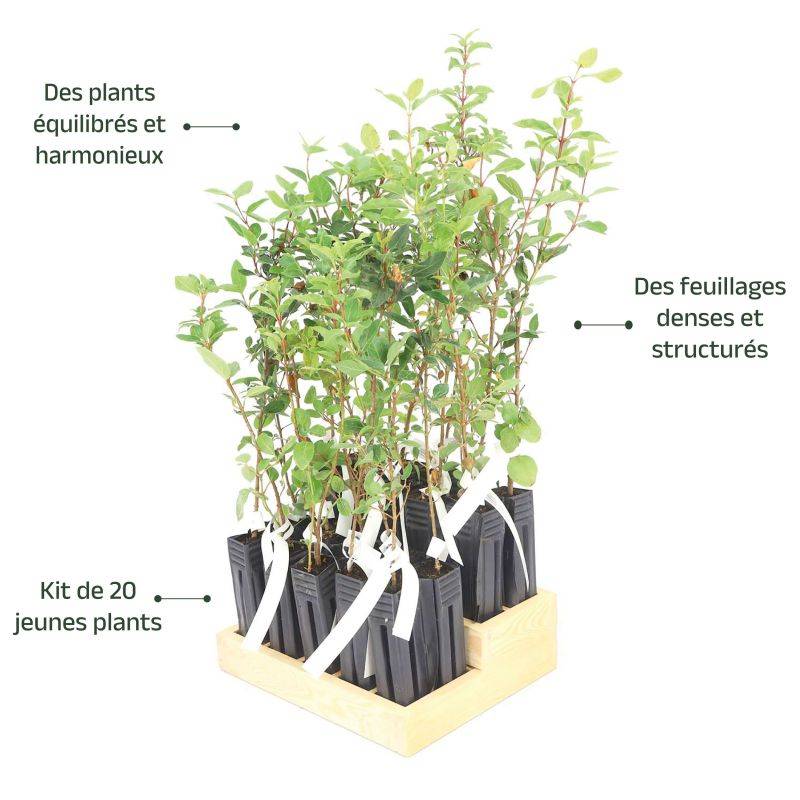 20 Lauriers Tin (Viburnum Tinus) - Haie de Laurier Tin -  - Pépinières Naudet - Imagen 4