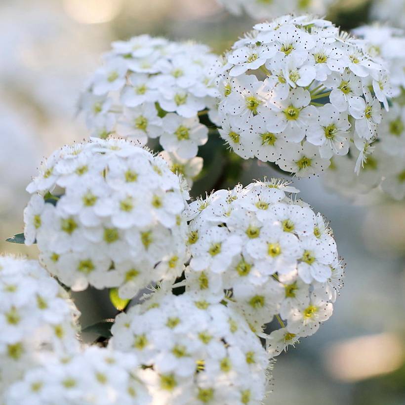 Spiraea nipponica June Bride - Spirée japonaise Godet de 8/9 cm