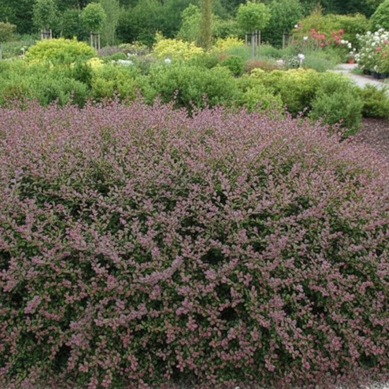 Chèvrefeuille arbustif Red Tips, Lonicera - Pot de 3L - 40/60 cm - Imagen 2