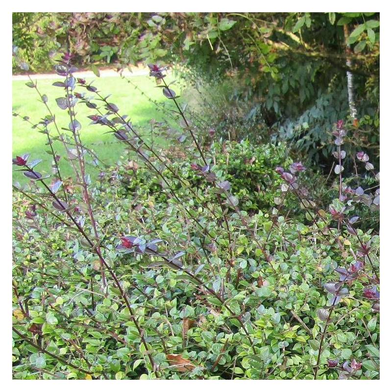 Chèvrefeuille arbustif Red Tips, Lonicera - Pot de 3L - 40/60 cm - Imagen 4